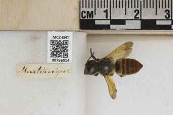 Media type: image;   Entomology 786014 Aspect: Labels